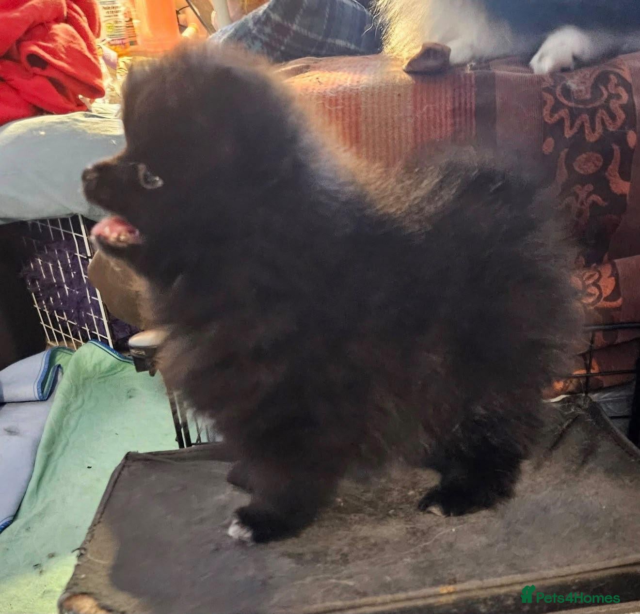Pomeranian dogs for sale: Pomeranian puppies  - Advert 6