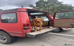 Labrador Retriever dogs for stud: 0/0 Hip & Elbows, Fully Health Tested in Tadcaster - Image 3