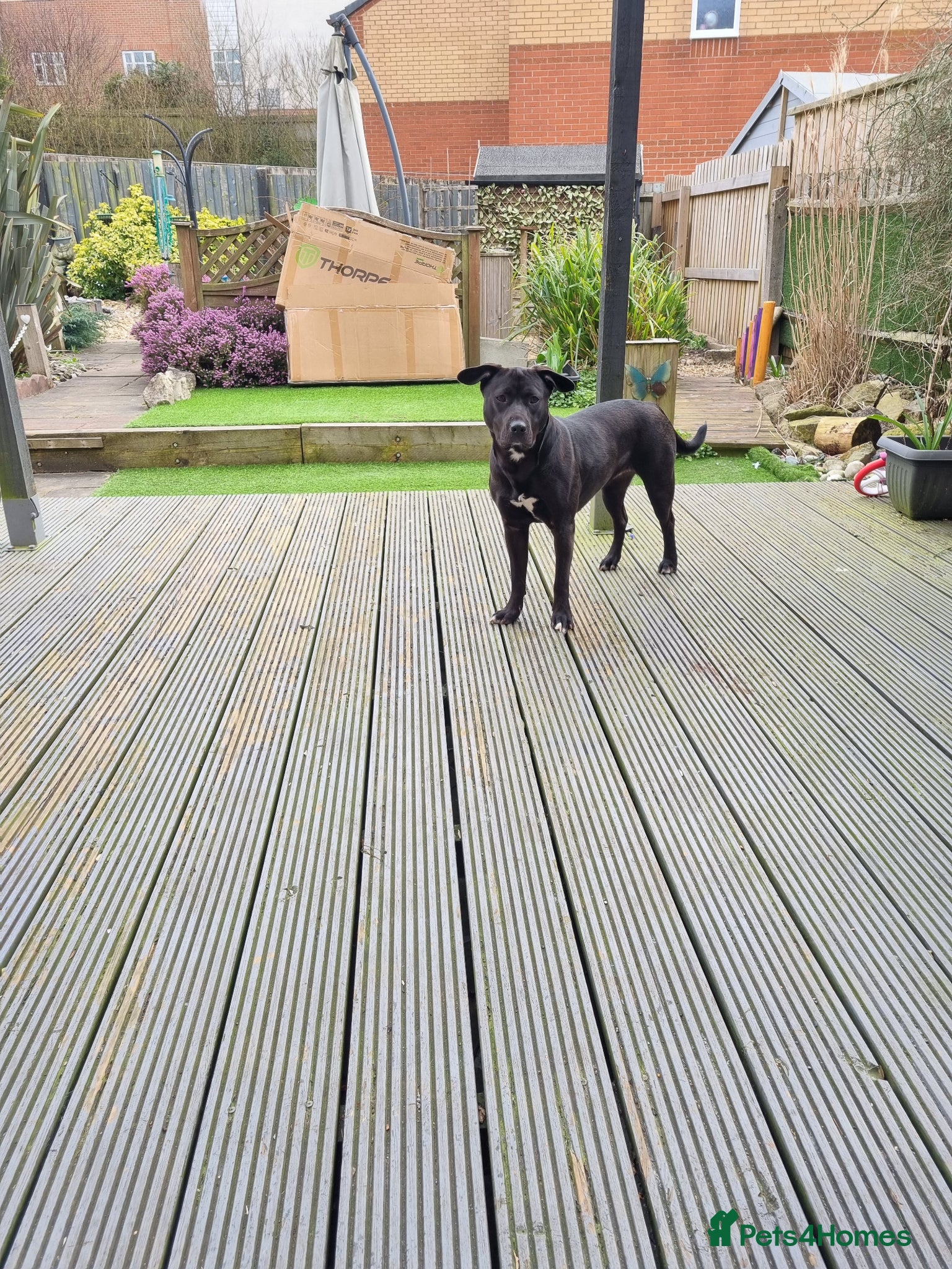 Mixed Breed dogs Cane corso cross French bulldog  - Advert 1