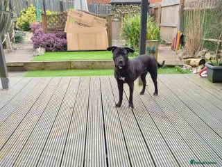 Mixed Breed dogs Cane corso cross French bulldog - Advert 1