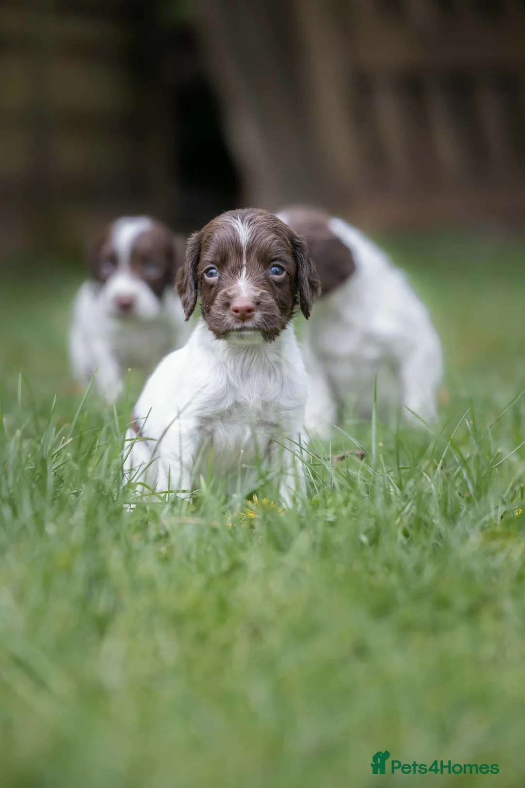 English Springer Spaniel dogs for sale: Four Beautiful KC regd. pups. - Advert 2