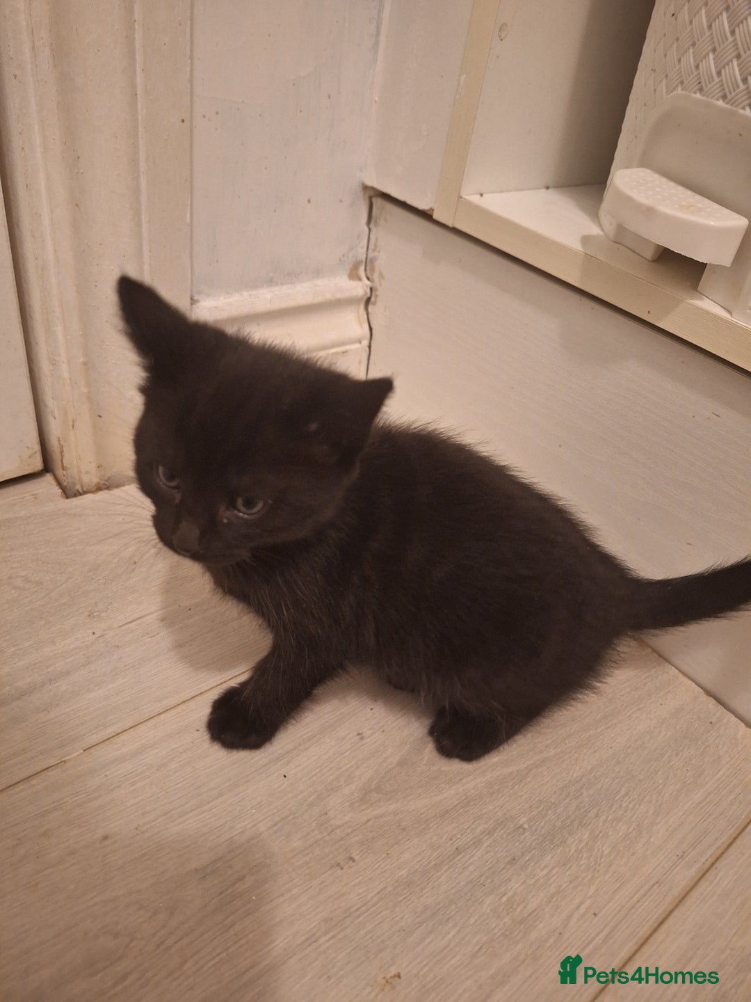 Mixed Breed cats for sale: 4 Kittens available - Advert 9