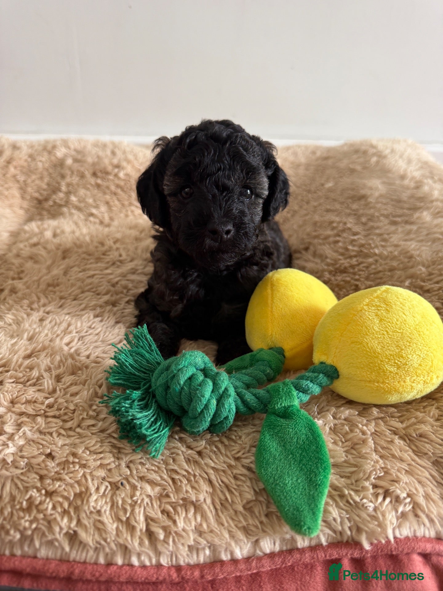 Miniature Poodle dogs 🖤 🐾 Perfect Poodle Puppies 🐾 🖤 - Advert 10