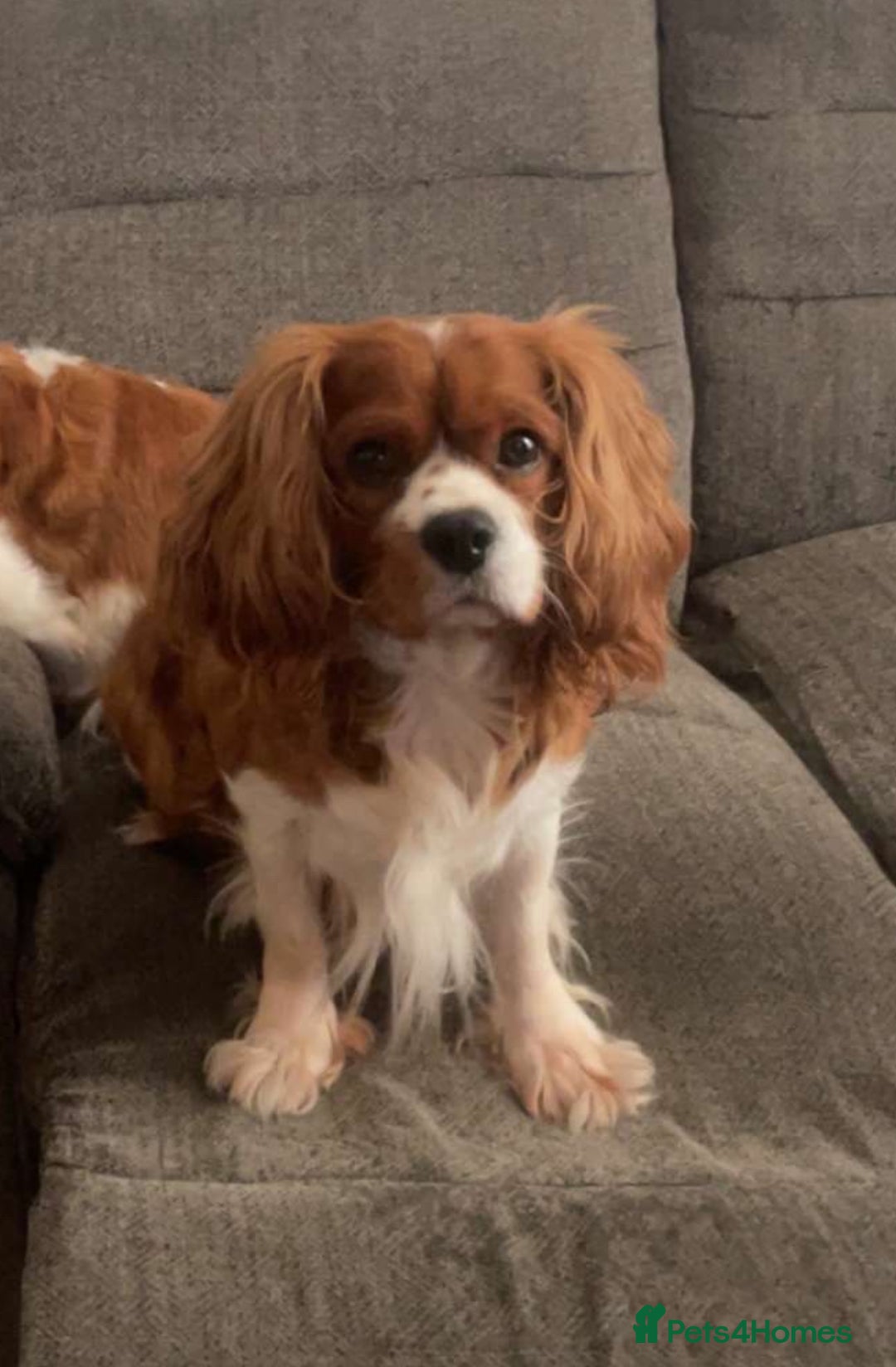 Cavalier King Charles Spaniel dogs for stud: Beautiful Cavalier King Charles for stud - Advert 1