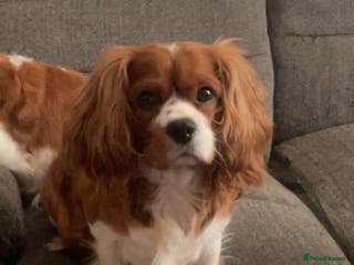 Cavalier King Charles Spaniel dogs Beautiful Cavalier King Charles for stud - Advert 5