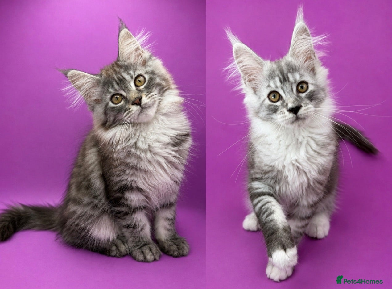 Maine Coon cats Maine Coon Kittens – Giant Bloodlines | Tica Reg. - Advert 1