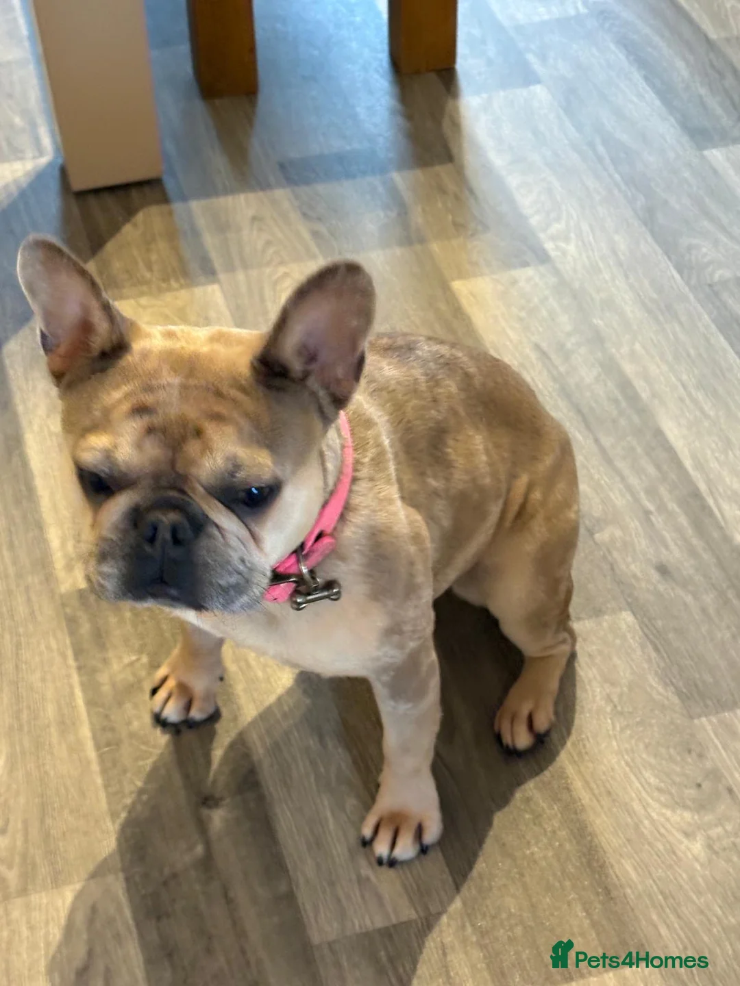 French Bulldog dogs for sale: Fully trained French bulldog  - Advert 3