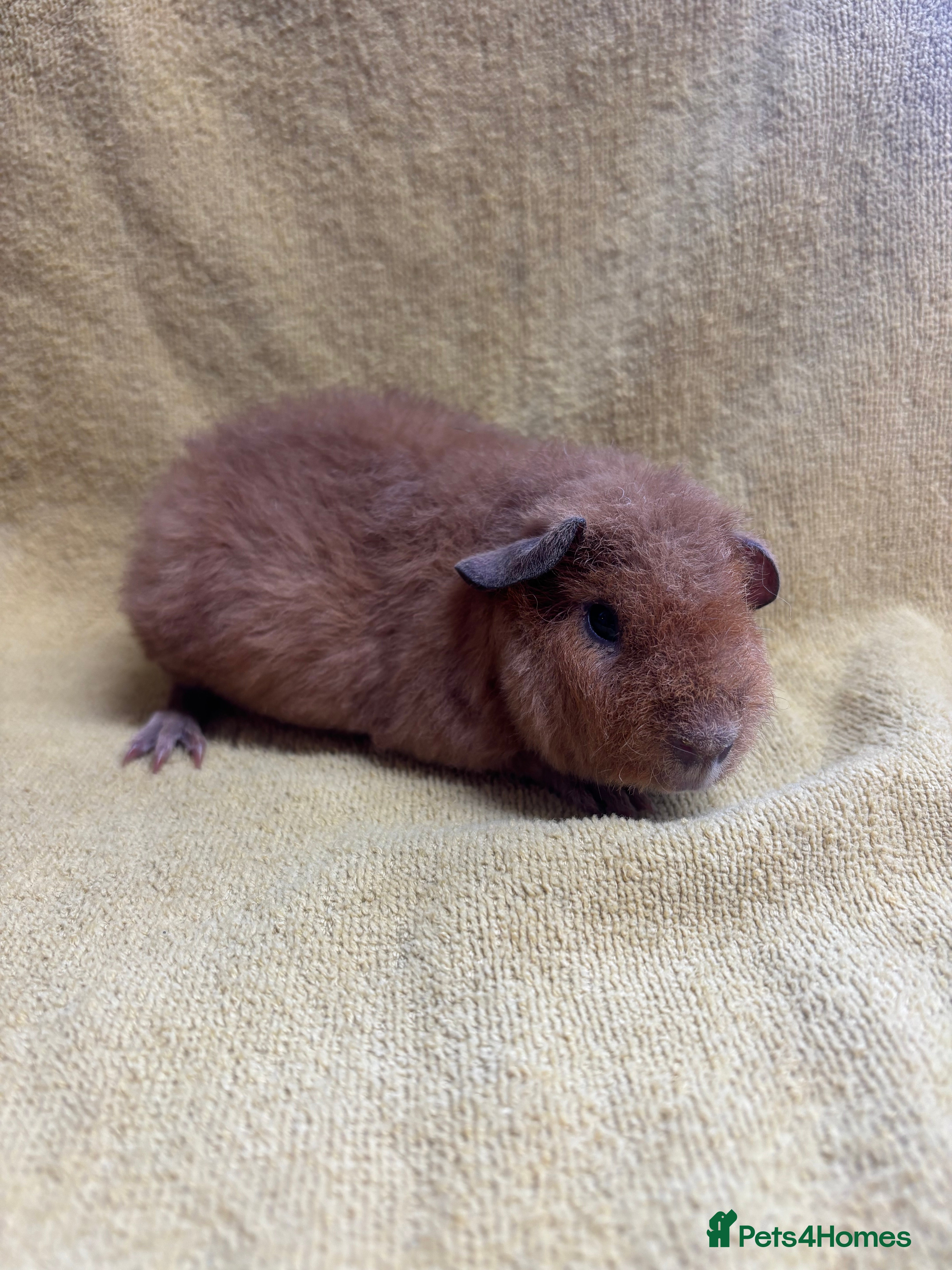 Guinea Pig rodents 2 beautiful teddy girls  - Advert 14