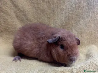 Guinea Pig rodents 2 beautiful teddy girls - Advert 14