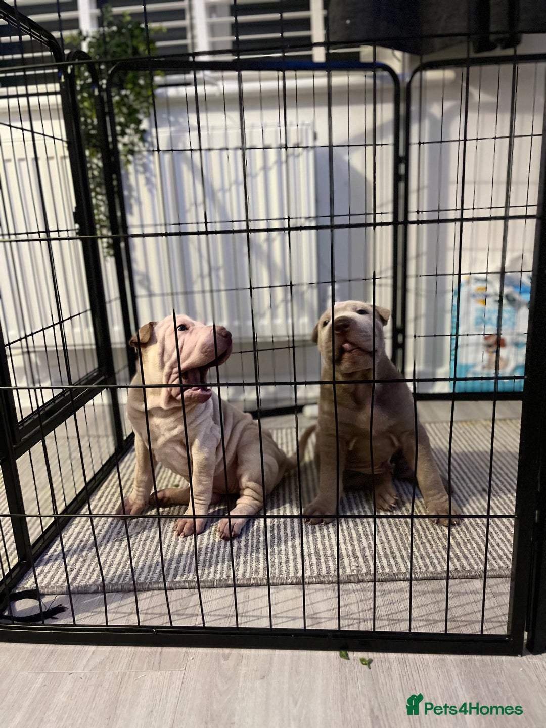 Shar Pei dogs for sale: Sharpei puppies - Advert 3