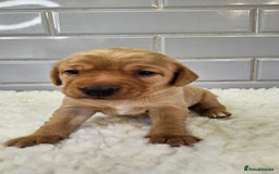 Labrador Retriever dogs for sale: Stunning Fox Red Labrador - Available 2nd Dec - Image 5