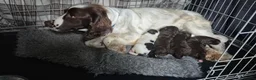 Sproodle dogs for sale: Gorgeous litter of Sproodle Pups  - Advert 14