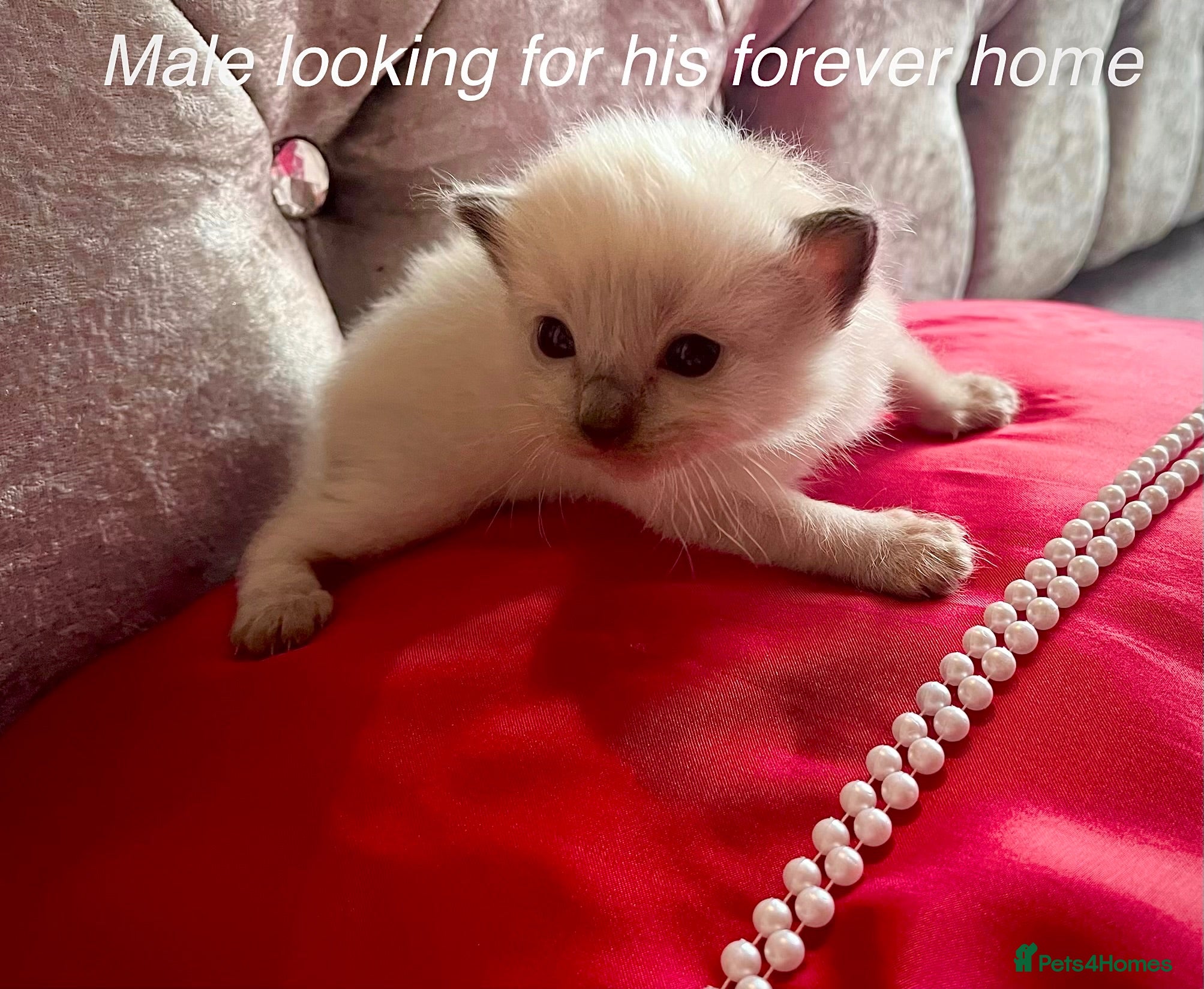 Ragdoll cats Ragdoll kittens *3 weeks old* Liverpool area  - Advert 1
