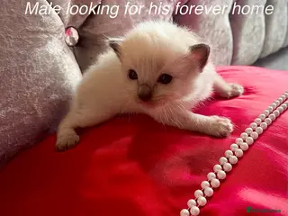 Ragdoll cats Ragdoll kittens *4 weeks old* Liverpool area - Advert 4