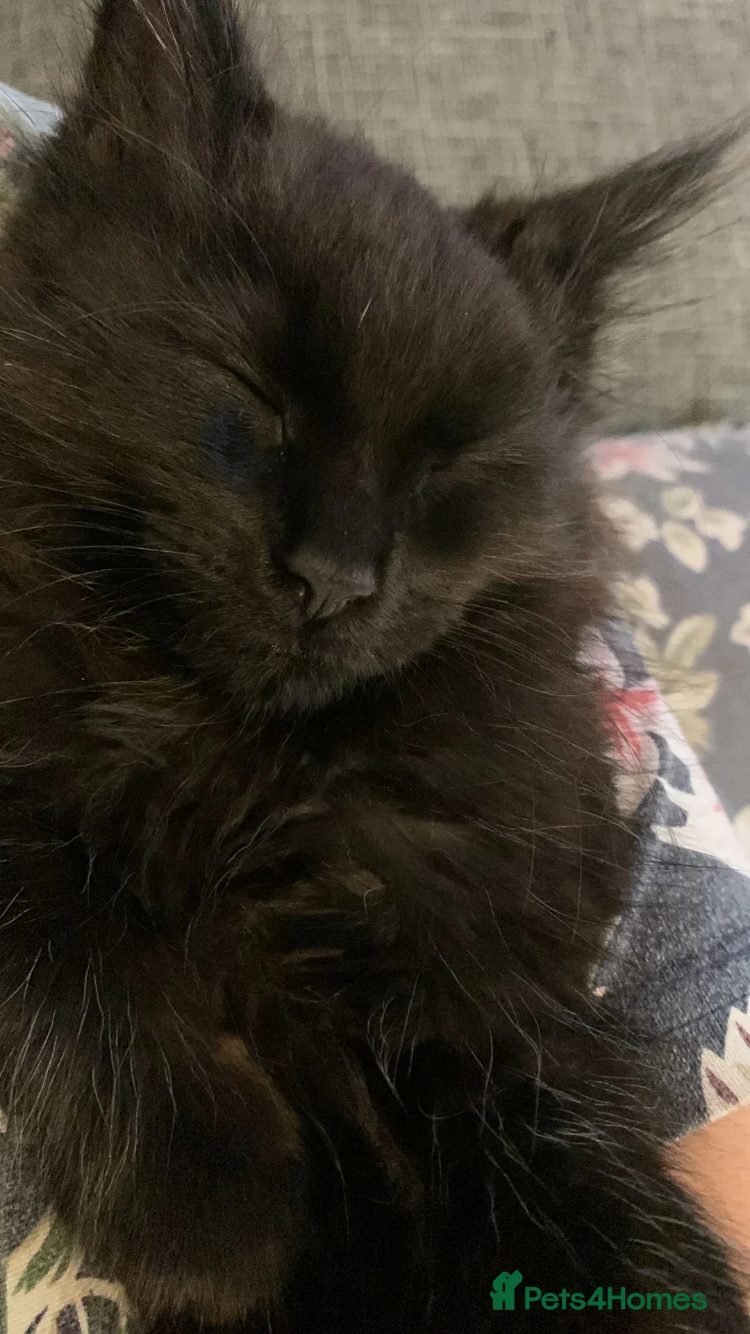 Maine Coon cats for sale: 2 females aged 2yrs - Advert 27