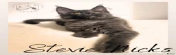 Maine Coon cats for sale: LARGE Stunning Solid Blue Maine Coon Kitten  - Advert 10