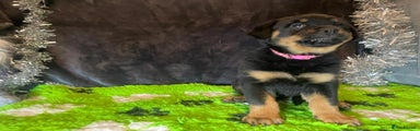 Rottweiler Pink Girl 