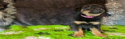Rottweiler dogs for sale: Rottweiler Puppies  - Advert 14