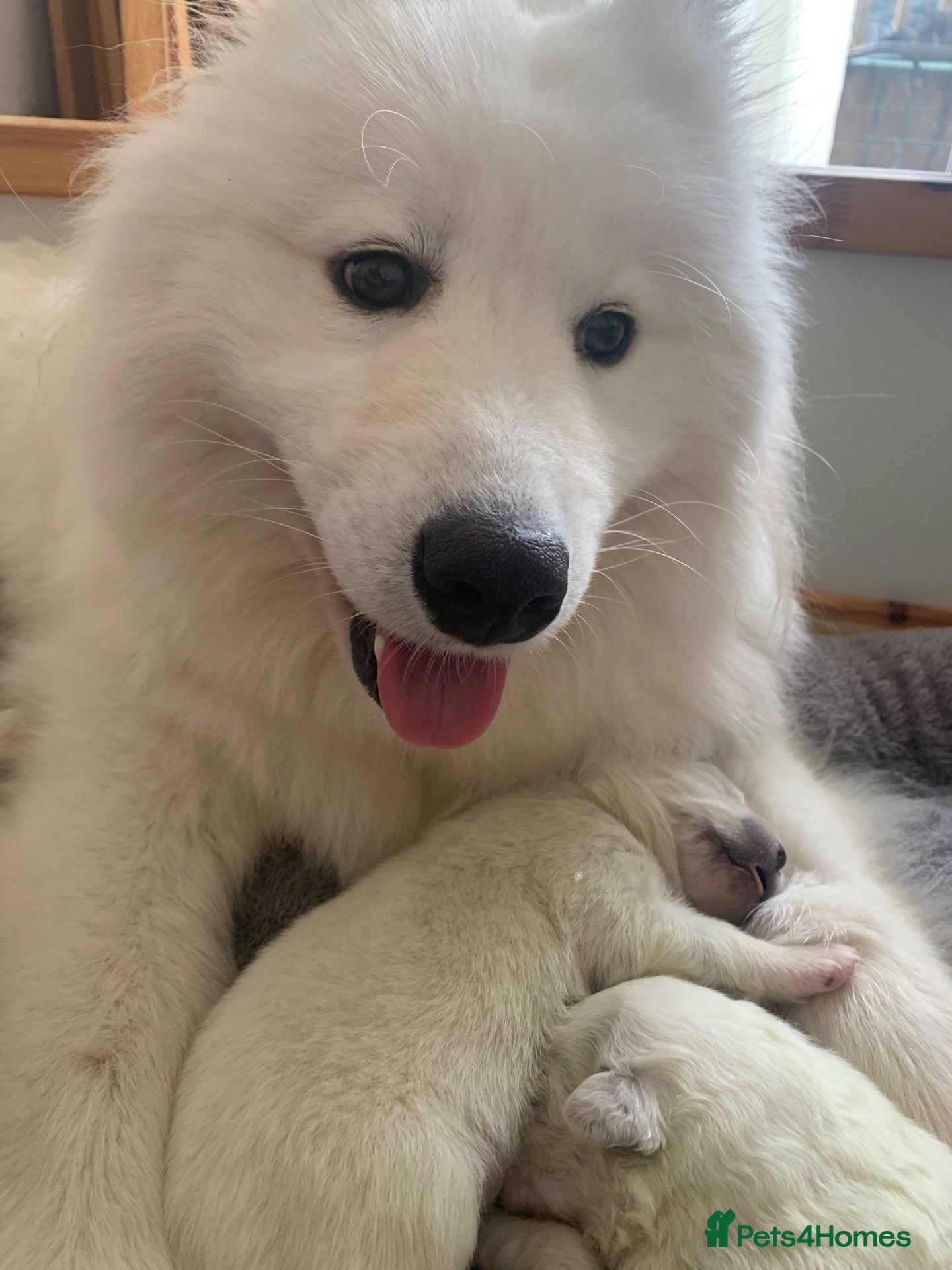 Samoyed dogs Samoyed pups - Advert 1