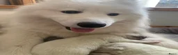 Samoyed dogs for sale: Samoyed pups - Advert 1