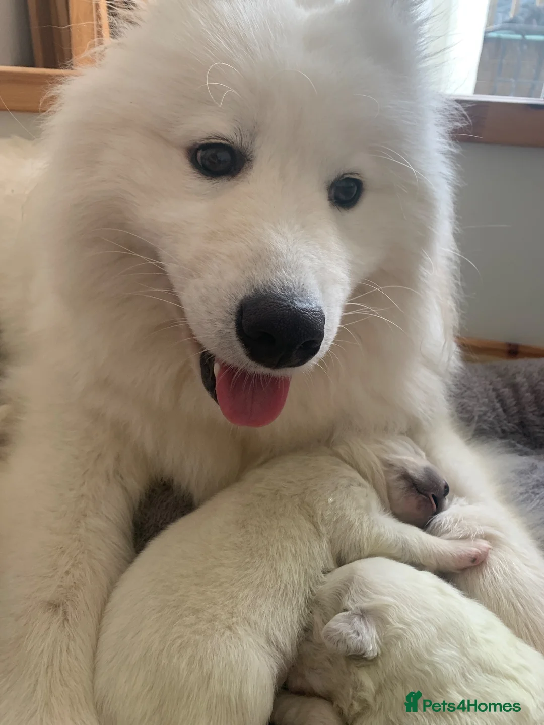 Samoyed dogs for sale: Samoyed pups - Advert 1