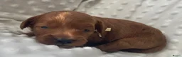 Cockapoo dogs for sale:  F1b American Cockapoos * Health Tested Parents * - Advert 17