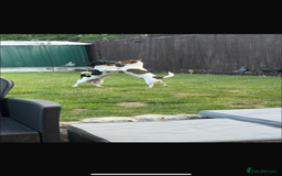 Jack Russell dogs for sale: Tri short legged jack Russell puppies - Image 15