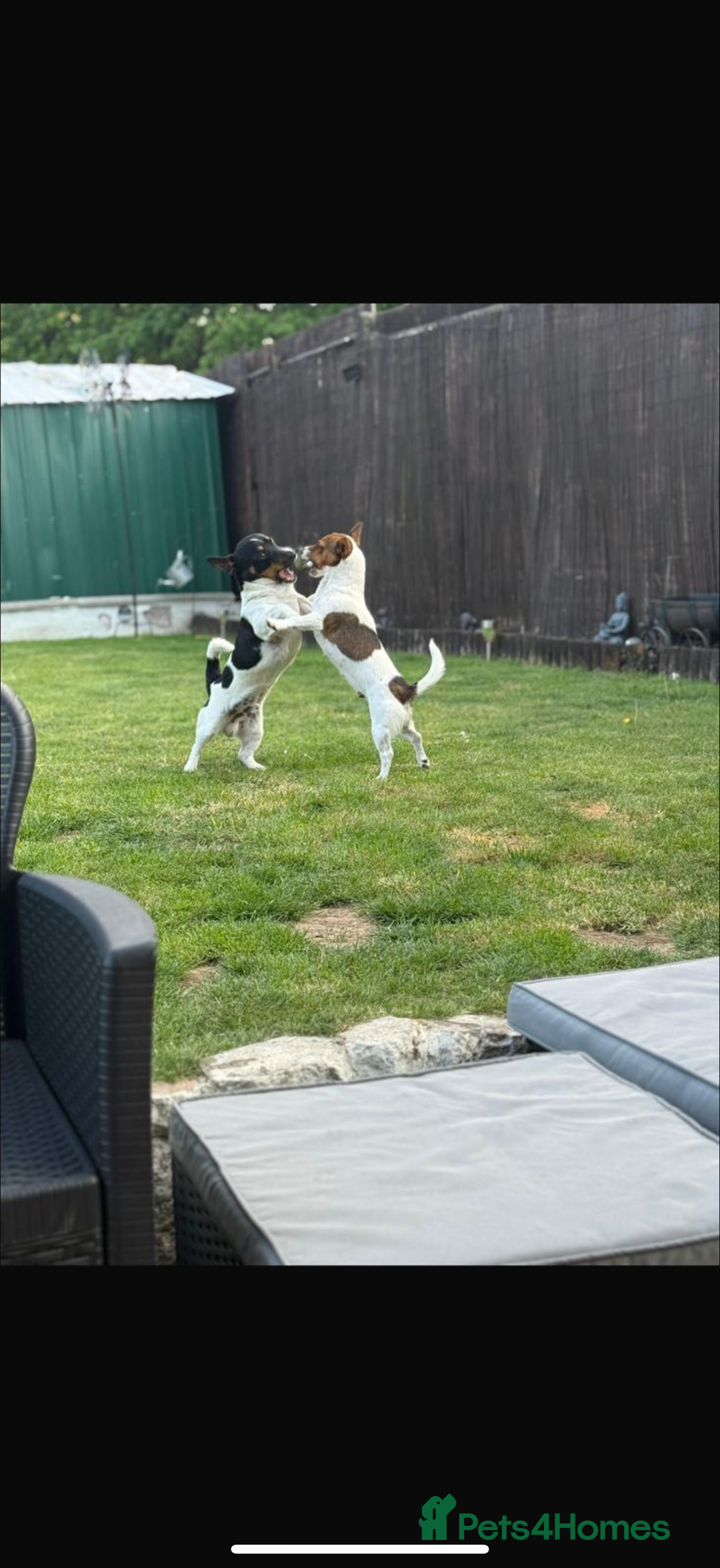 Jack Russell dogs for sale: Tri short legged jack Russell puppies - Image 15