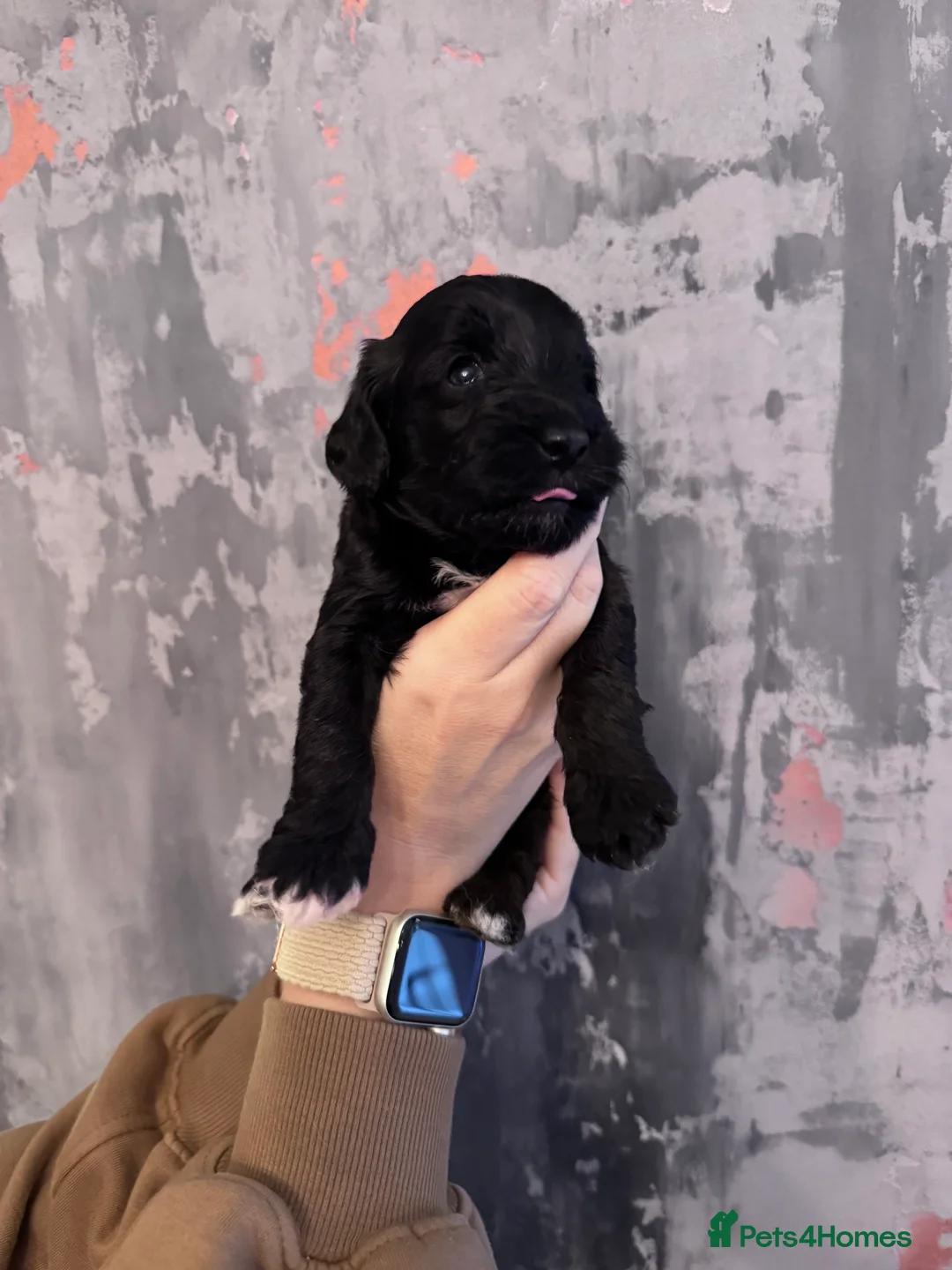 Cockapoo dogs for sale: Beautiful little of 6 cockapoo puppies - Advert 14