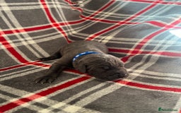 Great Dane dogs for sale: Great Dane puppies - Image 40