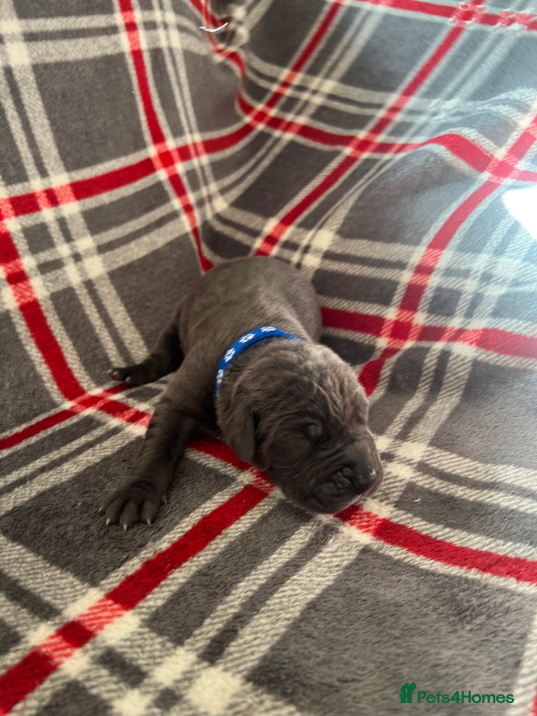 Great Dane dogs for sale: Great Dane puppies - Image 40