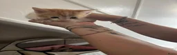 Mixed Breed cats for sale: 4 kittens ready by the 31st august - Advert 6