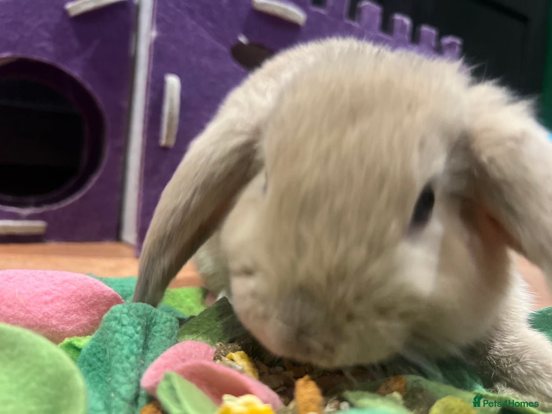 Mini Lop rabbits for sale: 🐰 Mini Lop Baby Bunnies for Sale 🐰 - Image 7