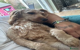 Cockapoo dogs for sale: 1 year old cockapoo female - Image 3