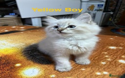 Ragdoll cats for sale: ❗️❤️5 Incredibly Beautiful Ragdoll Kittens❤️🐈  - Image 13