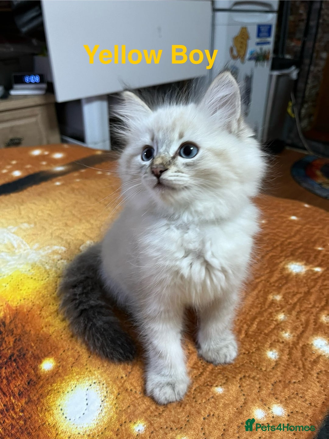 Ragdoll cats for sale: ❗️❤️5 Incredibly Beautiful Ragdoll Kittens❤️🐈  - Image 13