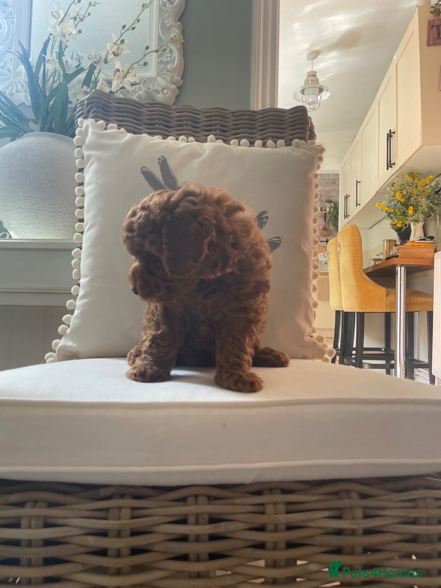Cavapoochon dogs 3 TOY DNA Tested Hypoallergenic cavapoochons F1BB  - Advert 5