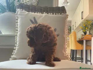 Cavapoochon dogs 3 TOY DNA Tested Hypoallergenic cavapoochons F1BB - Advert 5