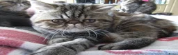 Exotic cats for sale:  Beautiful Exotic female kittens Ready now - Advert 22