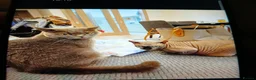 Sphynx cats for sale: Sphynx for rehoming - Advert 4