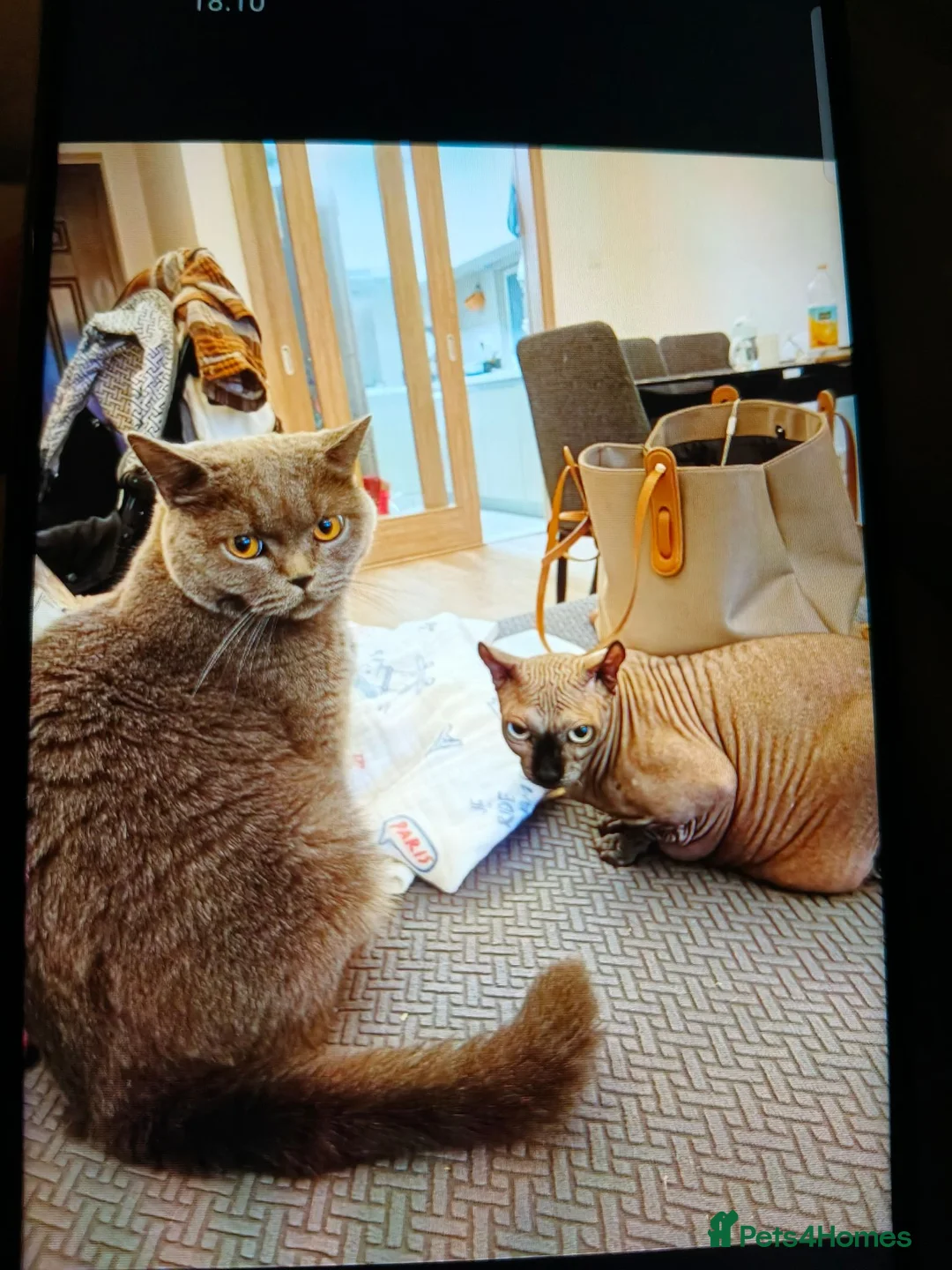 Sphynx cats for sale: Sphynx for rehoming - Advert 4