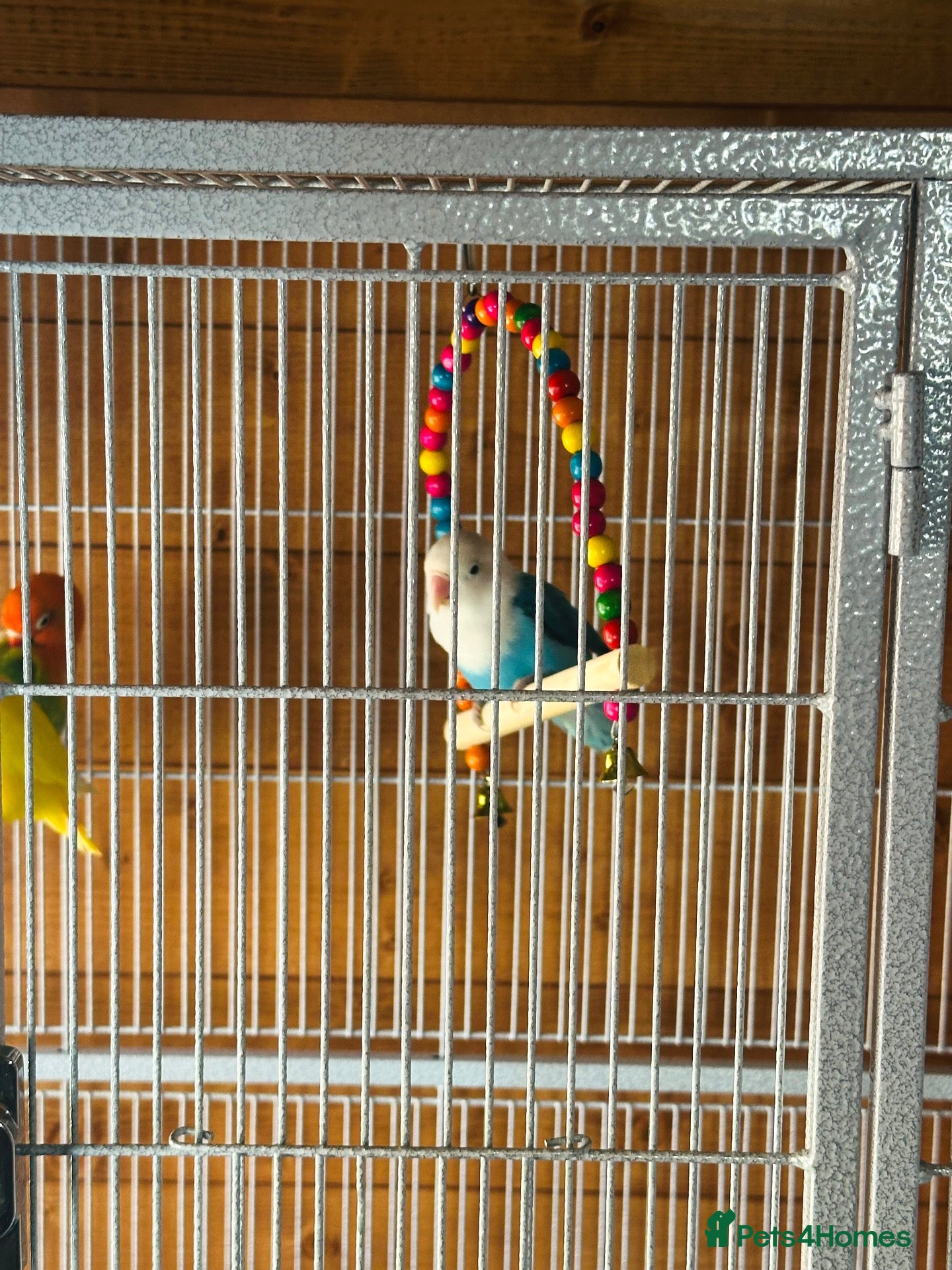 Lovebirds birds for sale: Beautiful Pair of Lovebirds for Sale 🐣🌈 - Advert 7