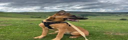 Mixed Breed dogs for sale: Looking for new forever home  - Advert 8