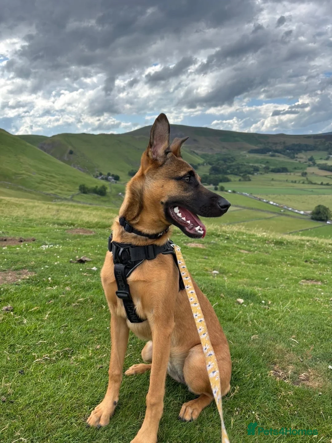 Mixed Breed dogs for sale: Looking for new forever home  - Advert 8