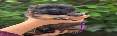 German Shepherd 6