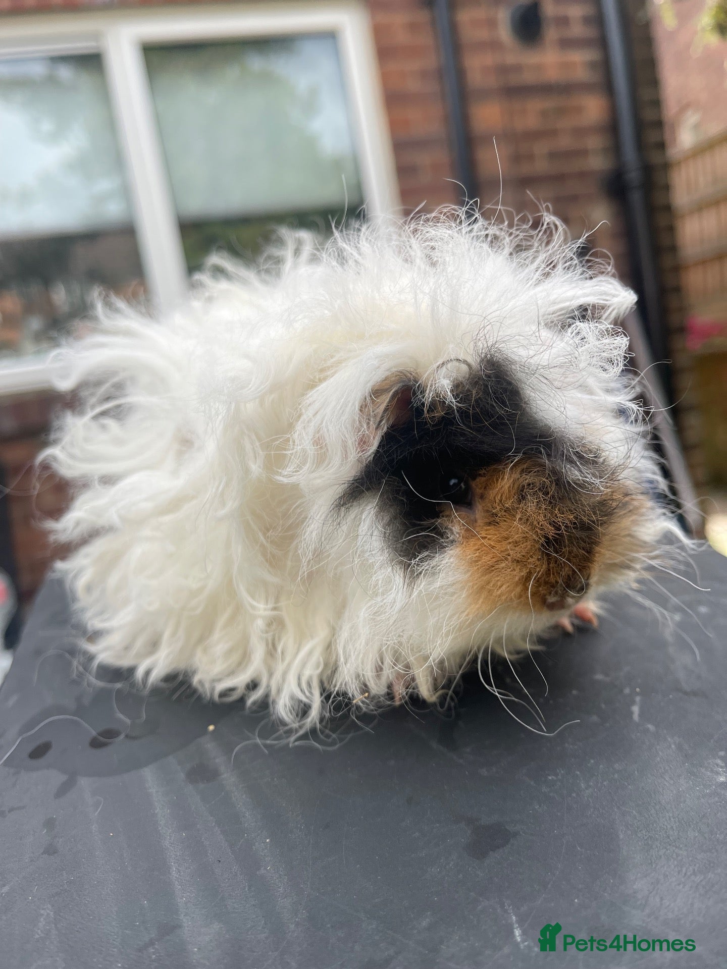 Guinea Pig rodents for sale: ⭐️ Baby Guinea Pigs Looking For New Homes⭐️ - Advert 2