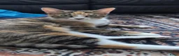 Mixed Breed cats for sale: Mixed breed kittens  in Southall - Advert 2