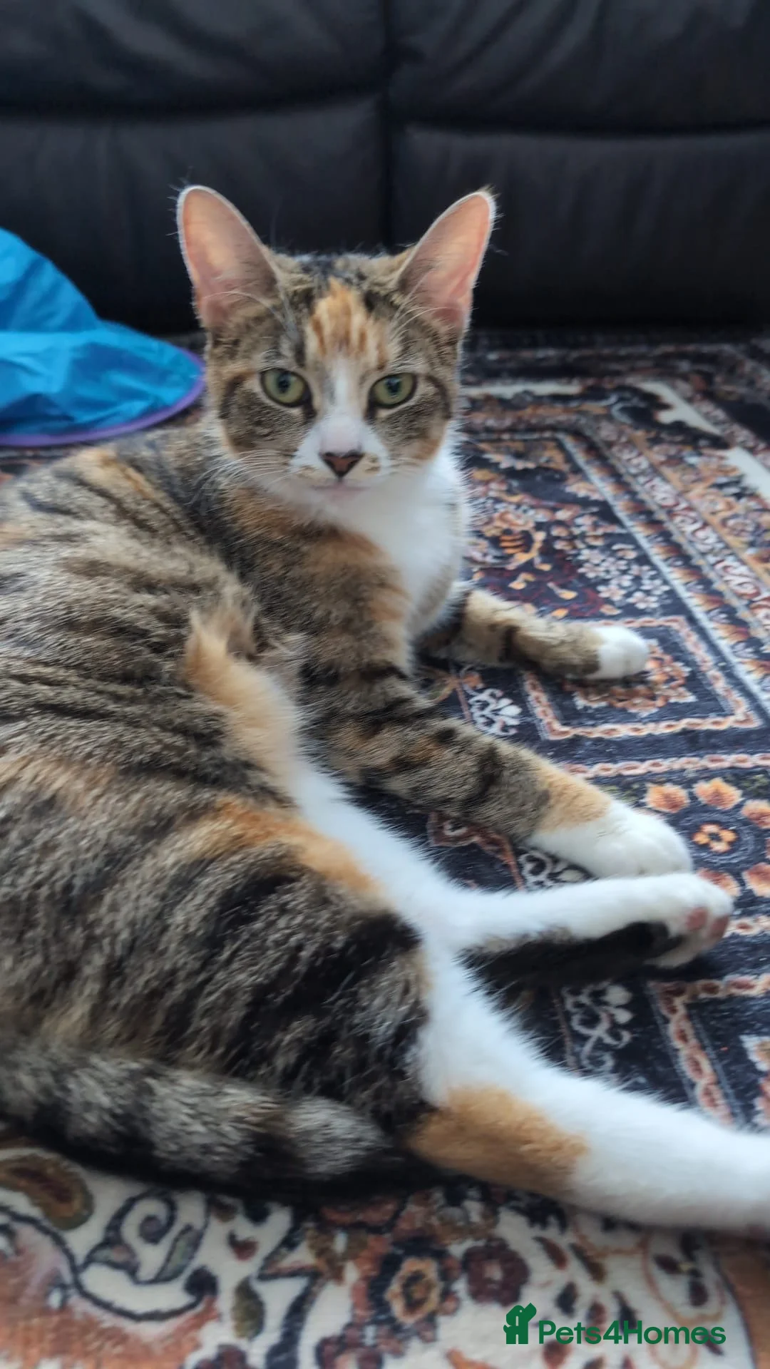 Mixed Breed cats for sale: Mixed breed kittens  in Southall - Advert 2