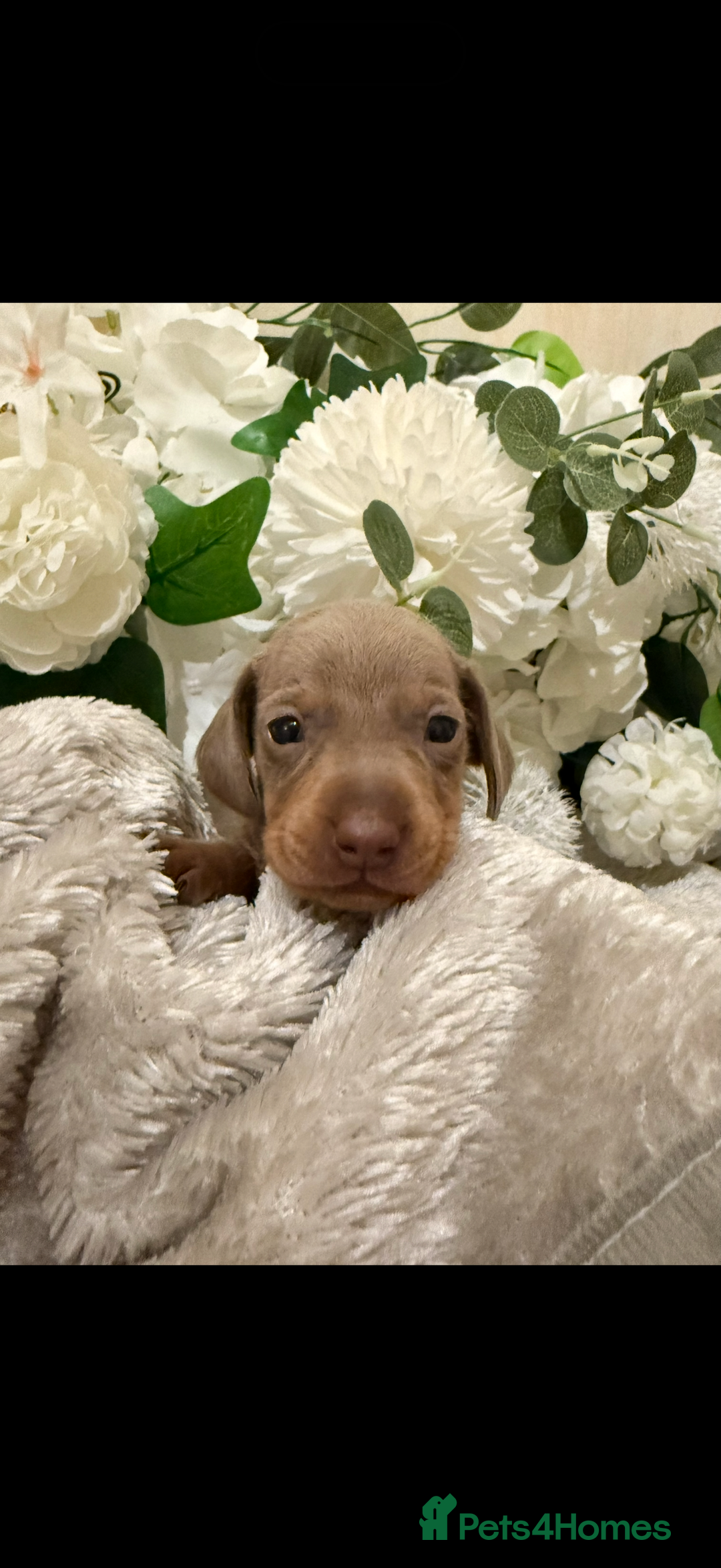 Dachshund dogs for sale: ⭐️LAST BOY AVAILABLE- Mini dachshunds pups⭐️ - Advert 34