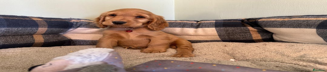 Cocker Spaniel Puppy 7